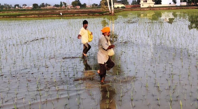 ਝੋਨੇ ਦੀ ਫਸਲ ਨੂੰ ਜ਼ਰੂਰਤ ਤੋਂ ਜ਼ਿਆਦਾ ਖਾਦਾਂ ਵਰਤਣ ਨਾਲ ਫਾਇਦਾ ਘੱਟ ਅਤੇ ਨੁਕਸਾਨ ਜ਼ਿਆਦਾ ਹੁੰਦਾ ਹੈ : ਡਾ ਅਮਰੀਕ ਸਿੰਘ