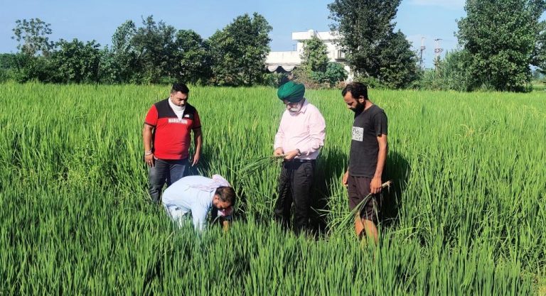 ਤਣੇ ਦੁਆਲੇ ਪੱਤੇ ੇ ਦੇ  ਝੁਲਸ ਰੋਗ ਦੀ ਰੋਕਥਾਮ ਲਈ ਉੱਲੀਨਾਸ਼ਕ ਦਾ ਛਿੜਕਾਅ ਫਸਲ ਦੇ ਗੱਭ ਭਰਨ ਦੀ ਅਵਸਥਾ ਸਮੇਂ ਕਰਨ ਦੀ ਜ਼ਰੂਰਤ: ਡਾ. ਅਮਰੀਕ ਸਿੰਘ