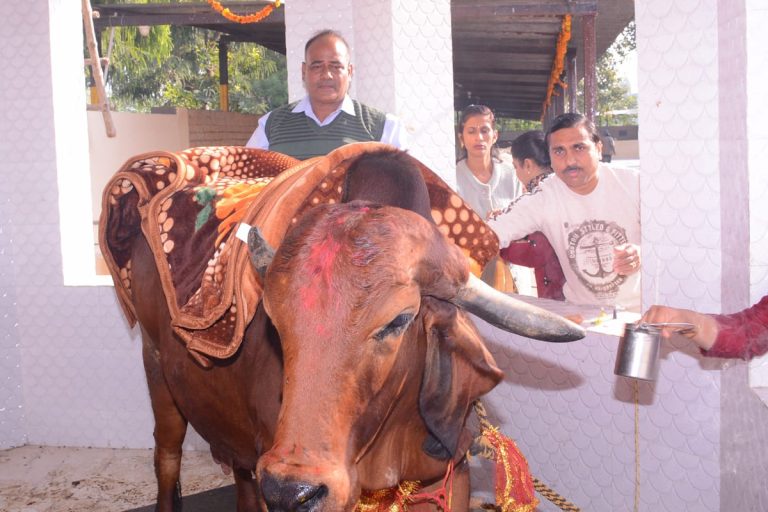 गोपाष्टमी पर भारतीय गऊ की संभाल का लें संकल्प: मनोज गुप्ता।