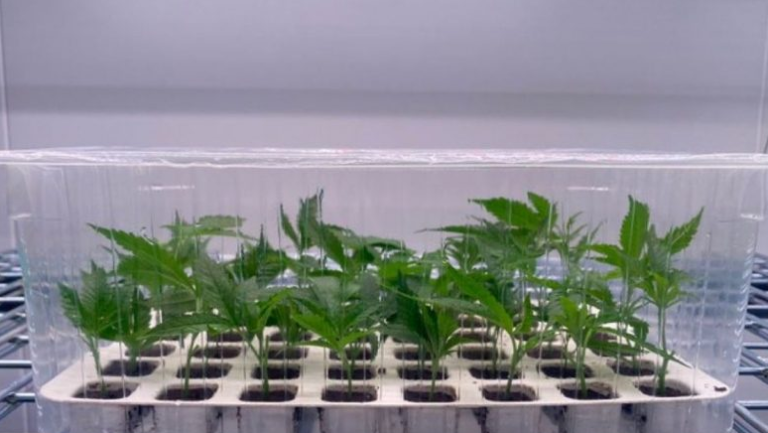 Centre pushes for increased exports of tissue culture plants; offers help to exporters to access new markets