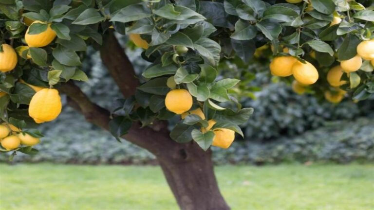 Vastu Shastra : घर के आस-पास इन पेड़-पौधों का होना माना जाता है अशुभ, जानिए क्या है वजह