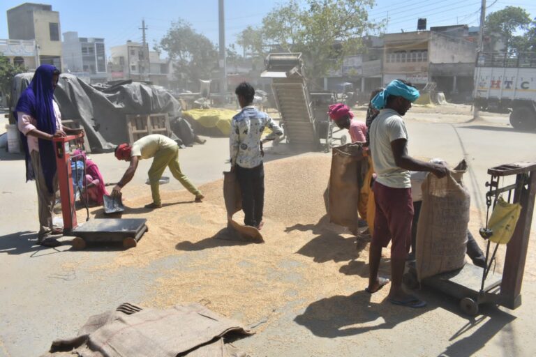 अभ तक पिछले वर्ष की तुलना में करीब 50 हजार मीट्रिक टन अधिक गेहूं की हो चुकी है खरीद