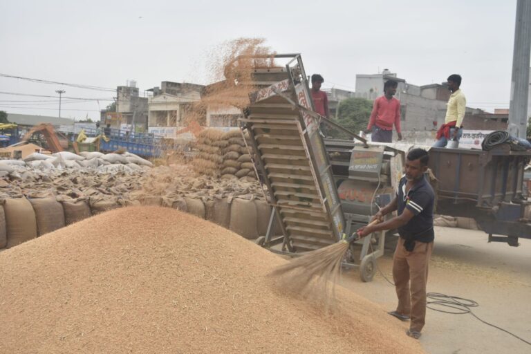 खरीद किए गए गेहूं की किसानों के खातों में हुई 641.64 करोड़ रुपए की सीधी अदायगी